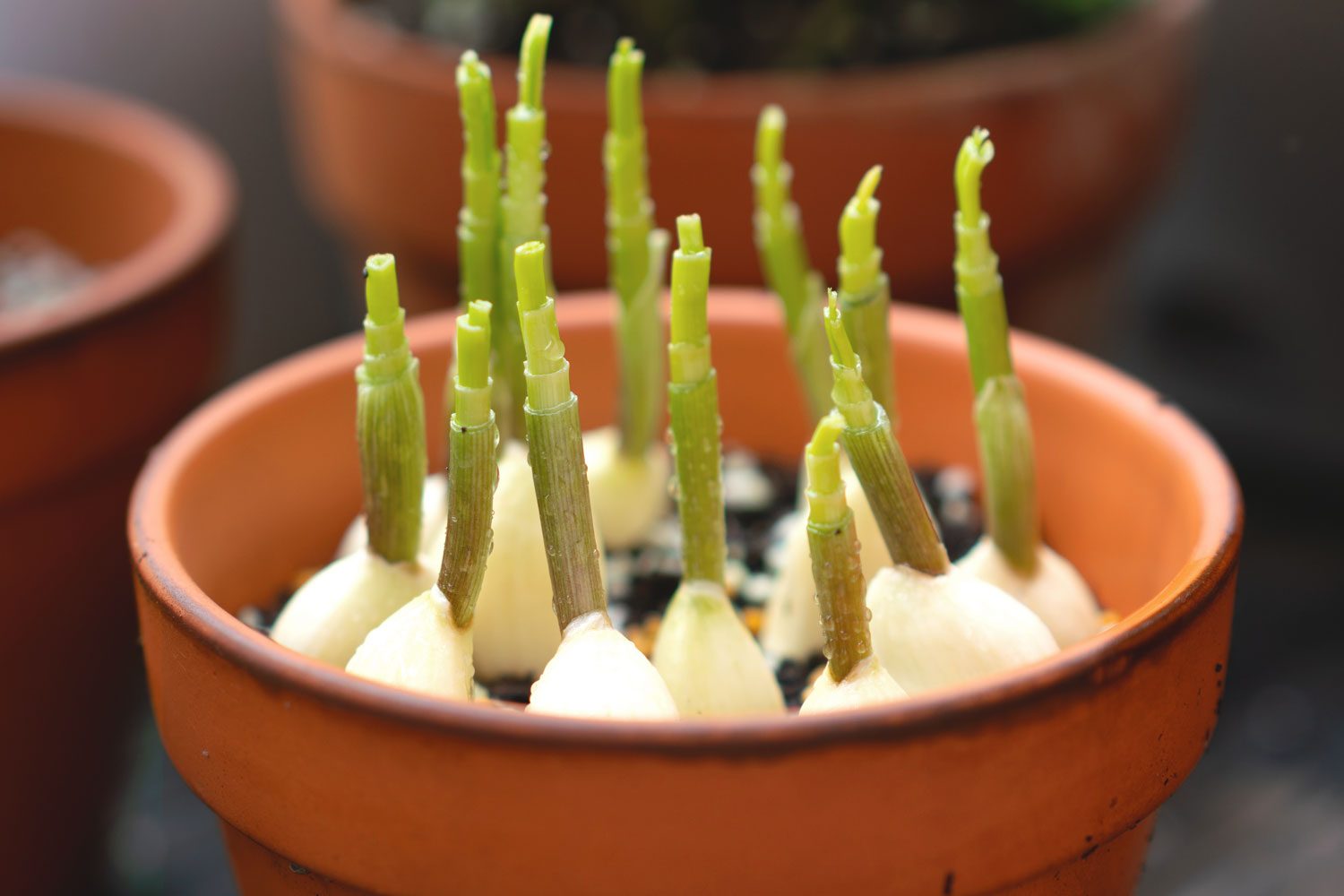 Garlic Sprouts Spring from a pot of soil in a Terracotta planter surrounded by other out-of-focus plants in the background