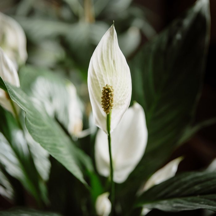 Peace Lily Plant