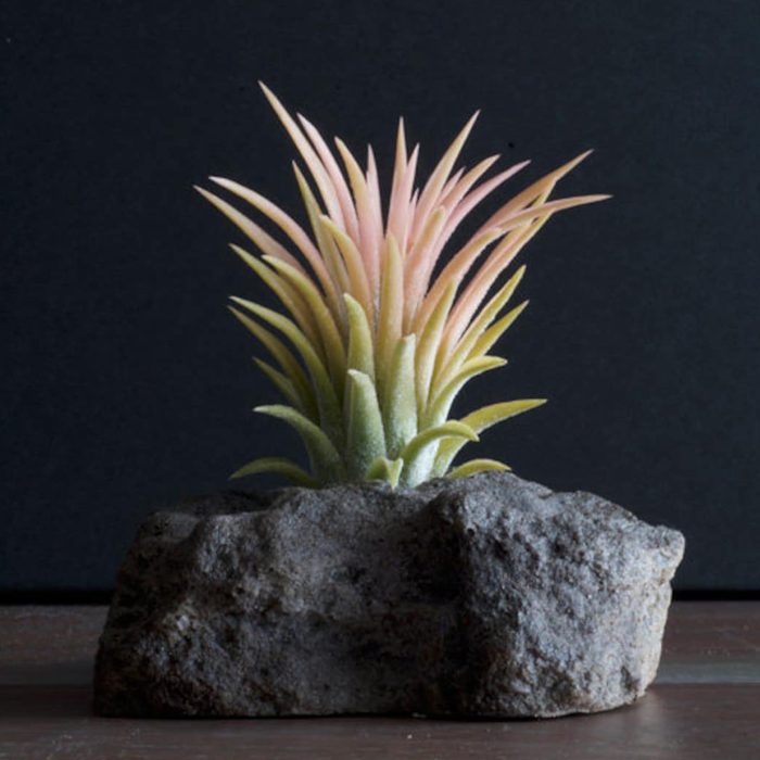 Tillandsia Ionantha