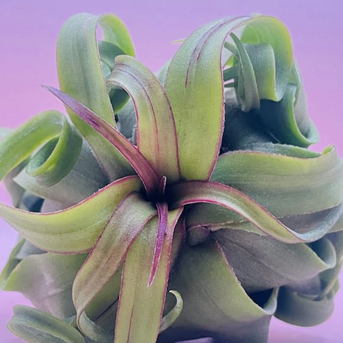 Tillandsia Streptophylla