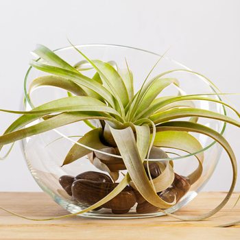 Air Plant in glass container on a table