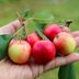 Can You Eat Crab Apples?