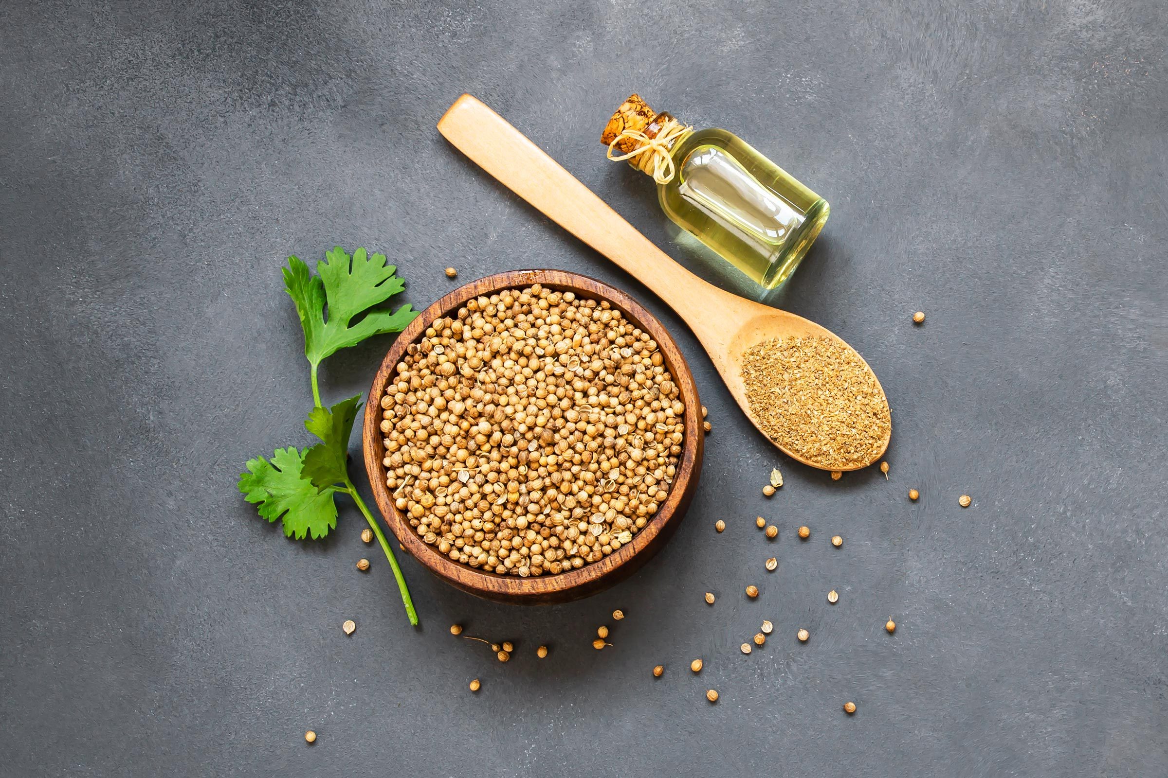 Glass bottle of coriander essential oil with coriander powder and fresh cilantro leaves on rustic table, aromatherapy massage oil concept ( coriandrum sativum )
