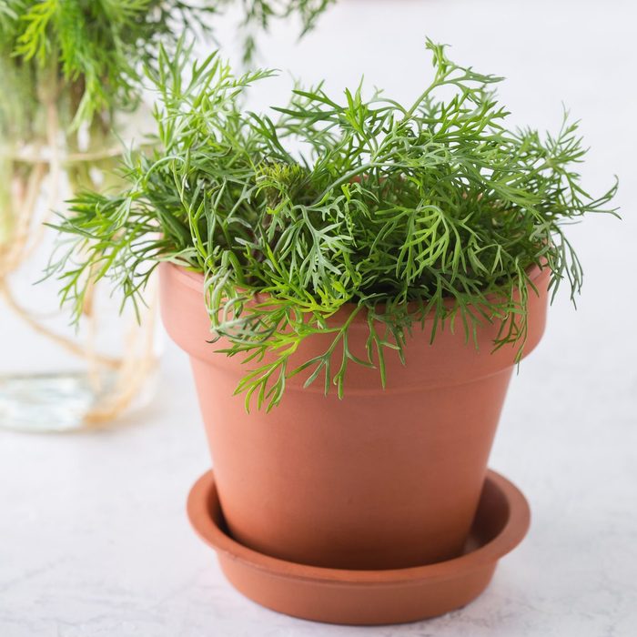 Fresh homegrown organic dill with roots