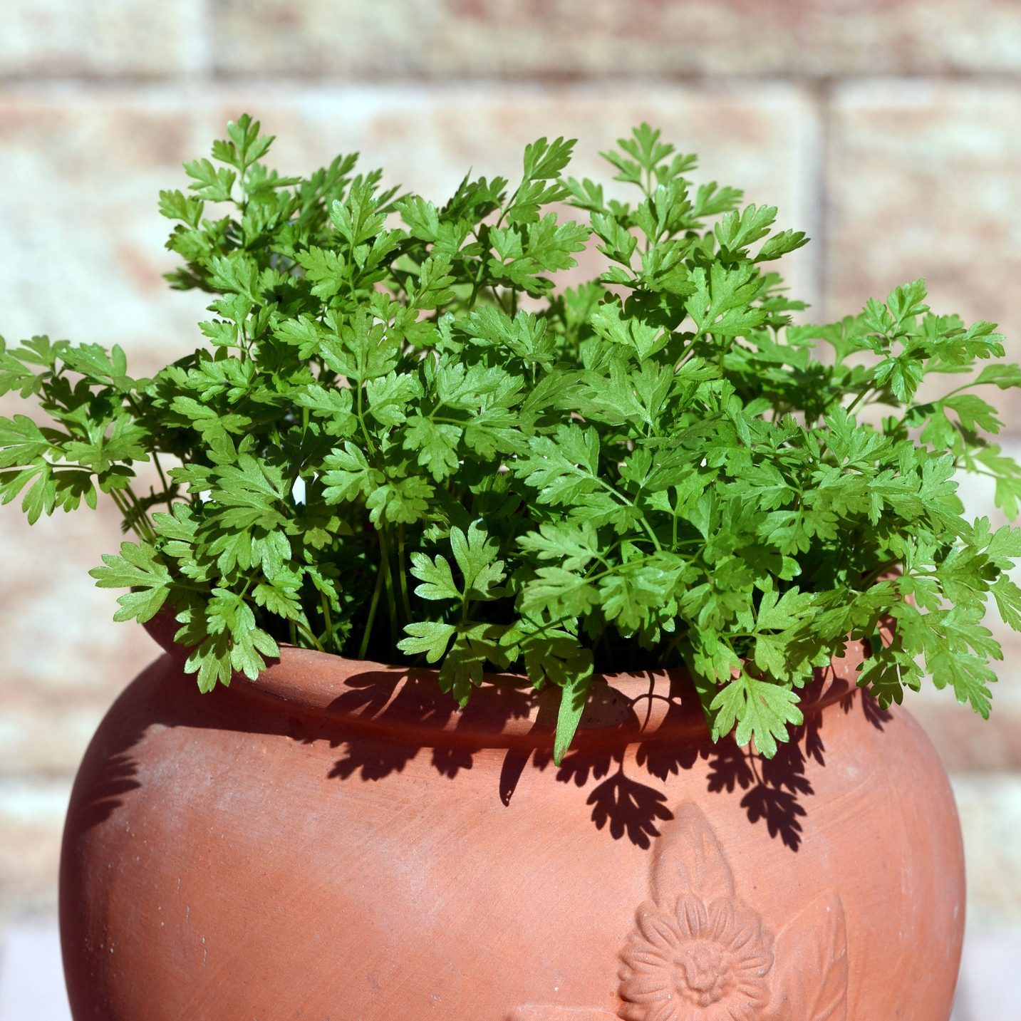 Cherbel, Anthriscus, Cerefolium, pot