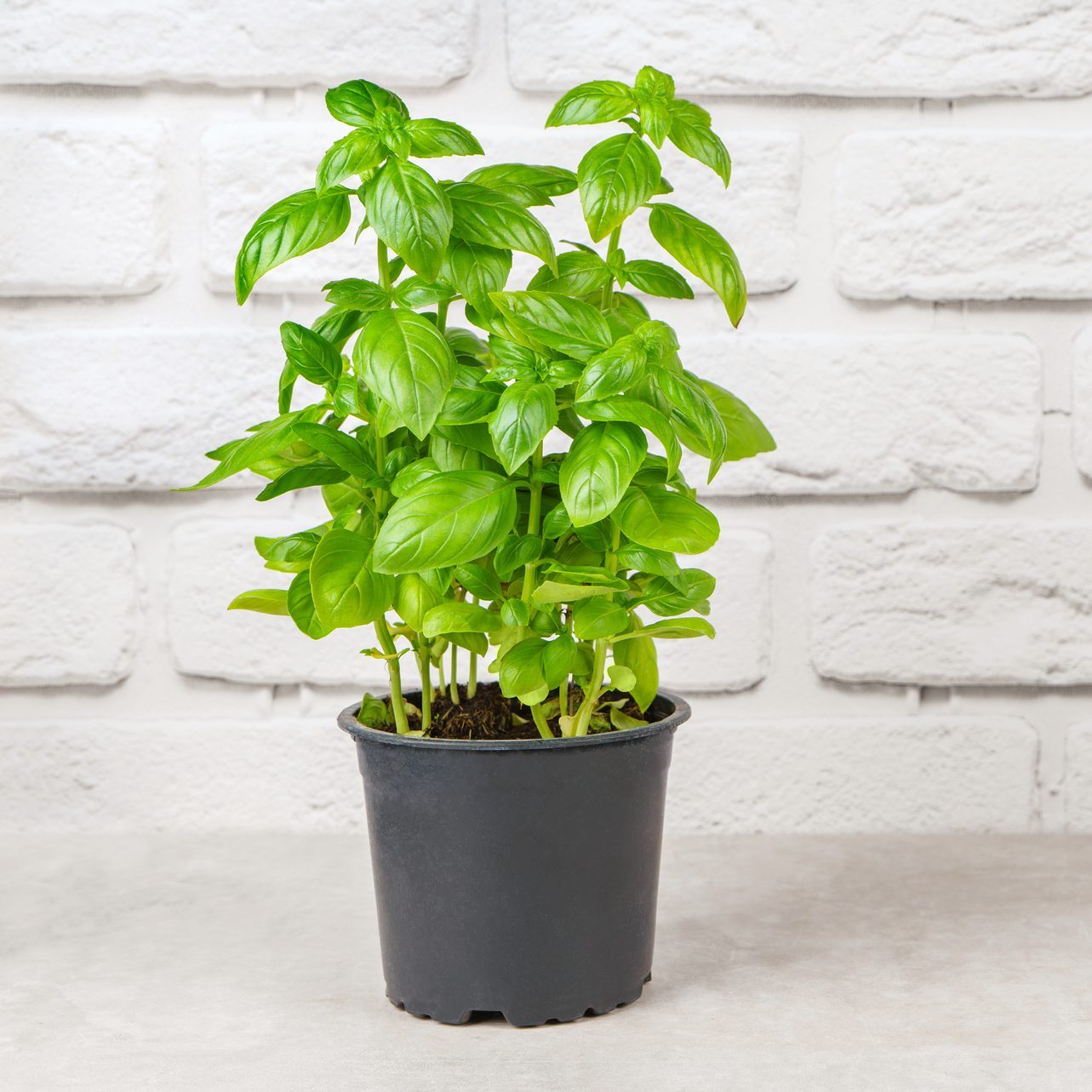Fresh green organic basil in pot on white brick background with copy space.