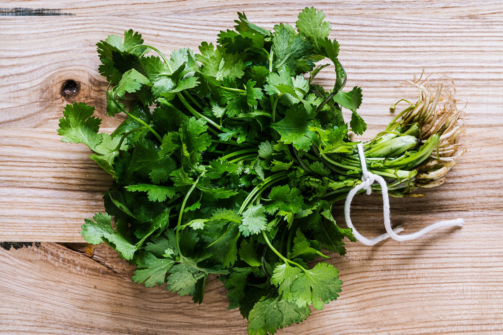 Fresh Cilantro leaves