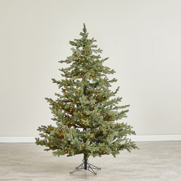 Fraser Hill Farm Foxtail Pine Tree