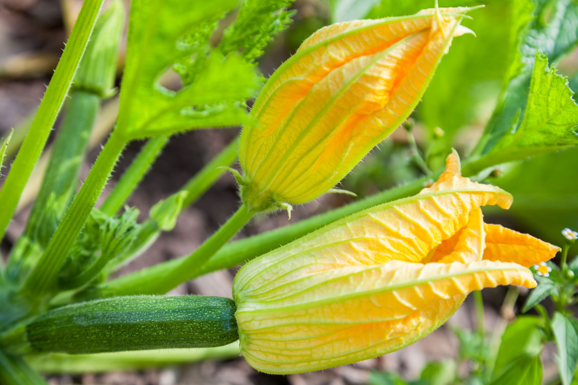 Male And Female Flowers Zucchini