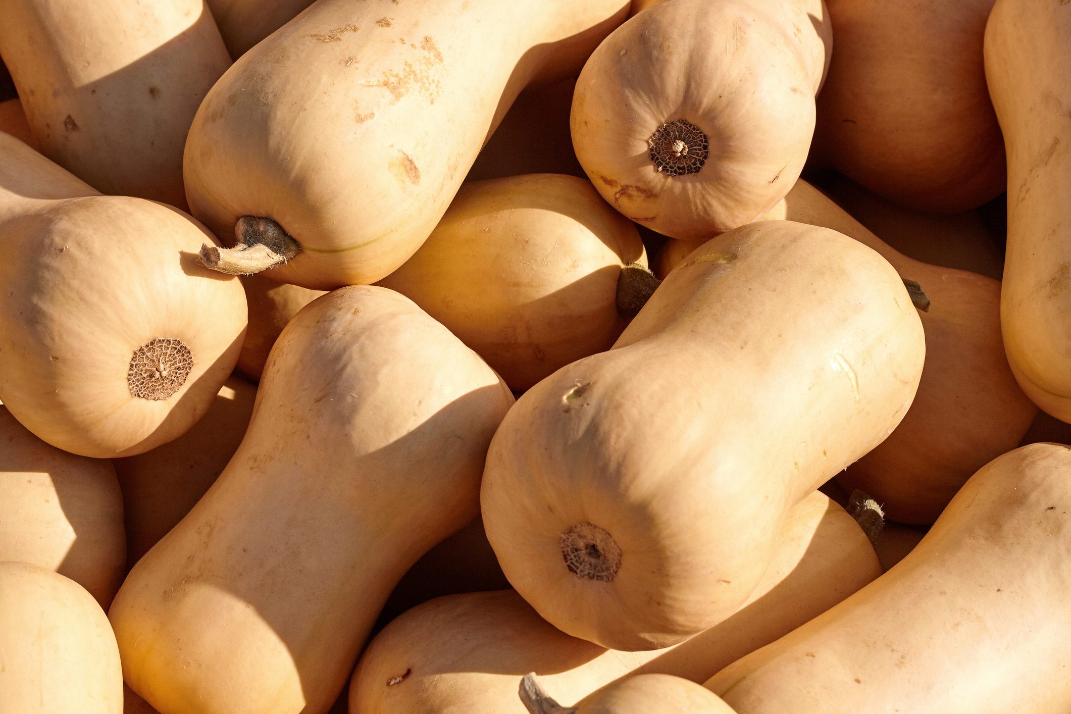How to Tell When Butternut Squash Is Ripe
