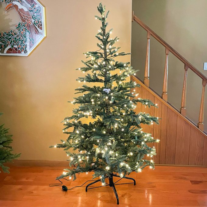 King Of Christmas King Noble Fir