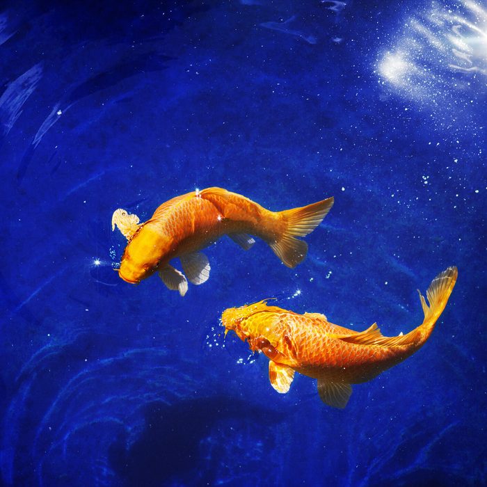 Two golden koi carp fishes close up, dark blue sea background