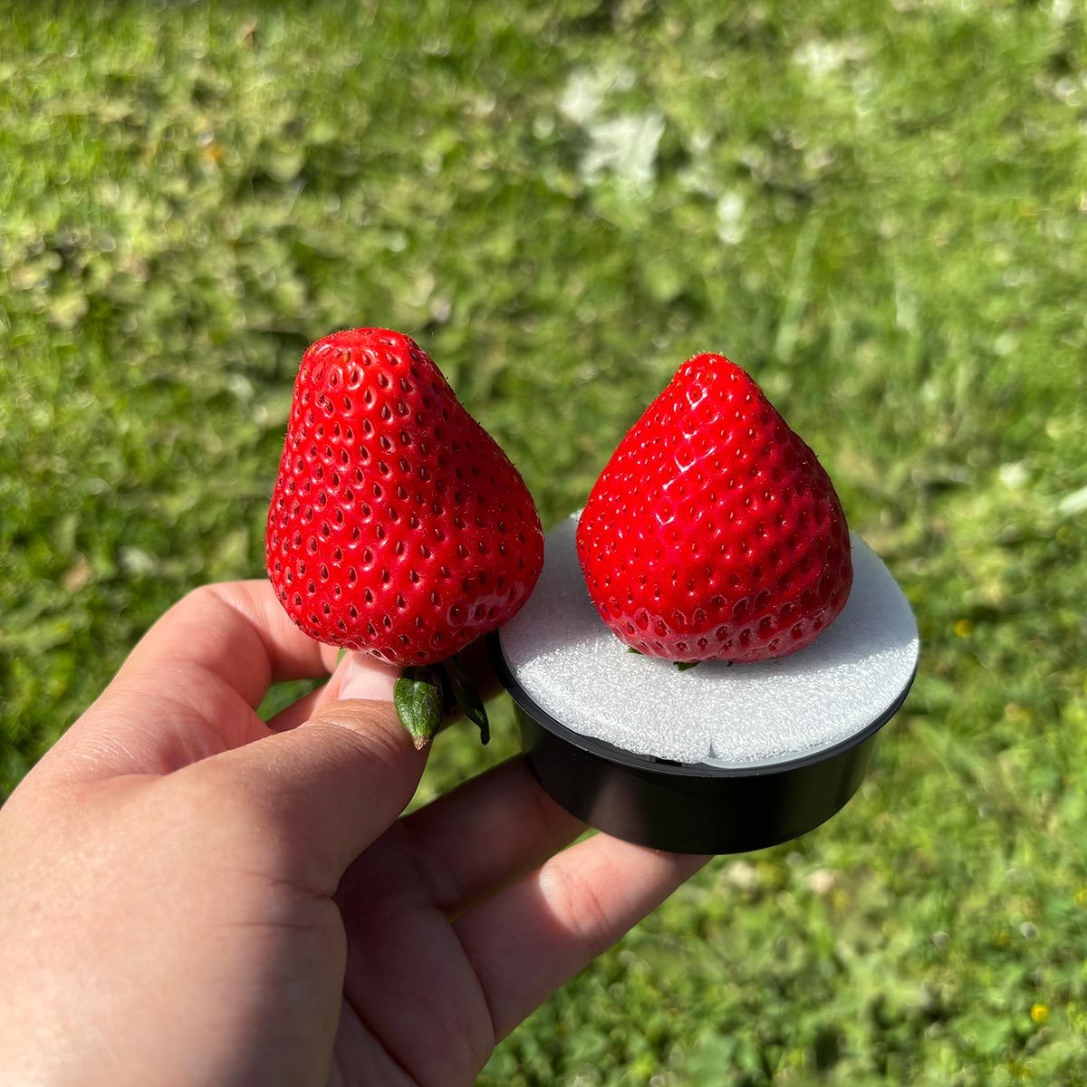 I Tried the $19 Erewhon Strawberry and a Regular Strawberry—Here’s What I Thought