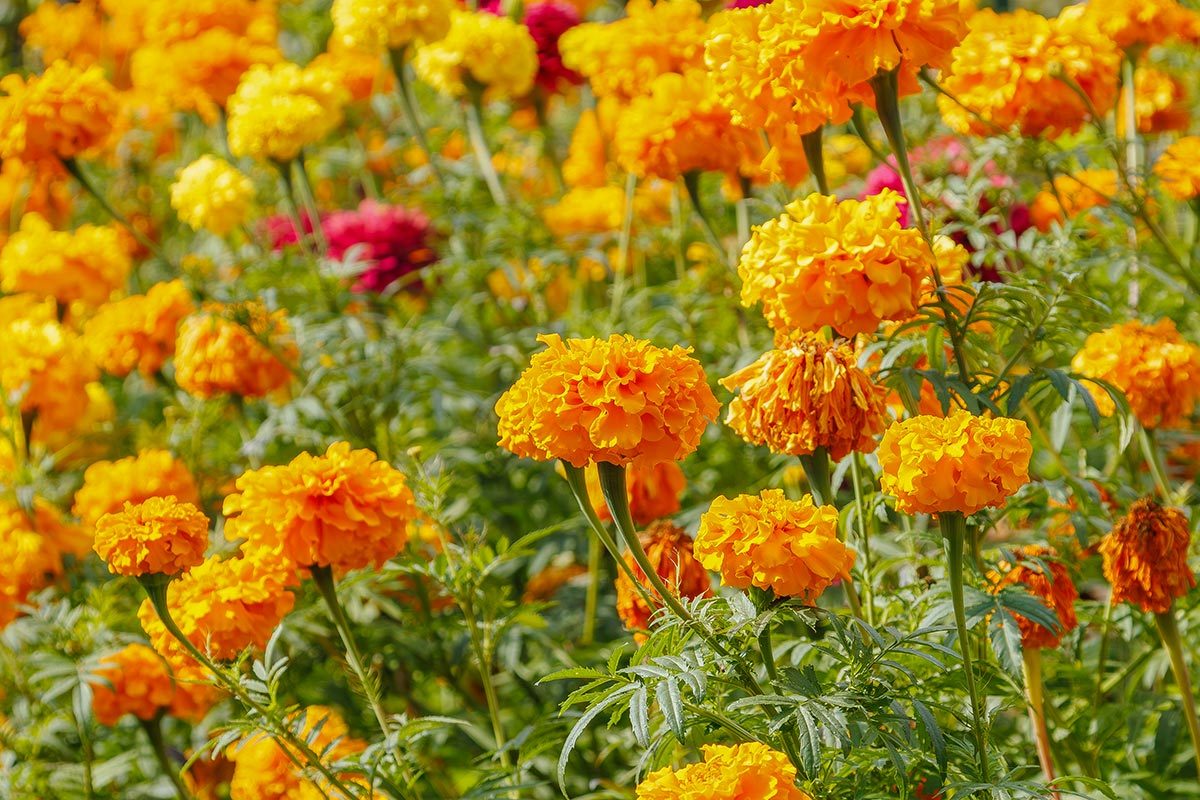 A vibrant field of orange Tagetes marigold flowers in full bloom, illuminated by sunlight.