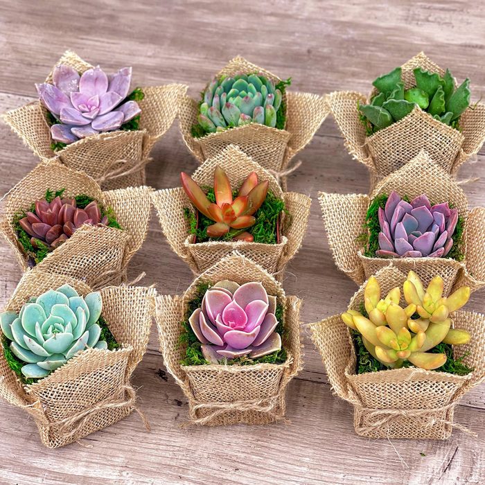 Mini Succulents