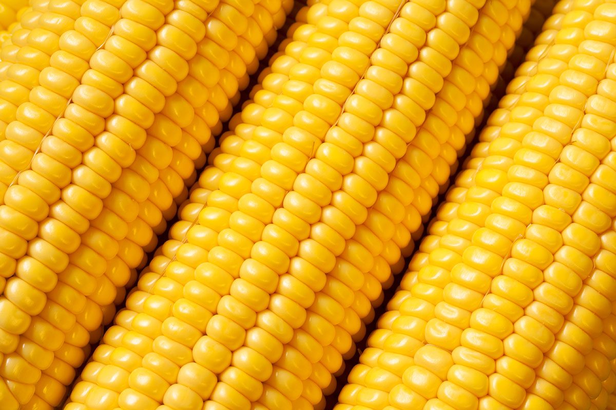 Close-up of fresh corn ears