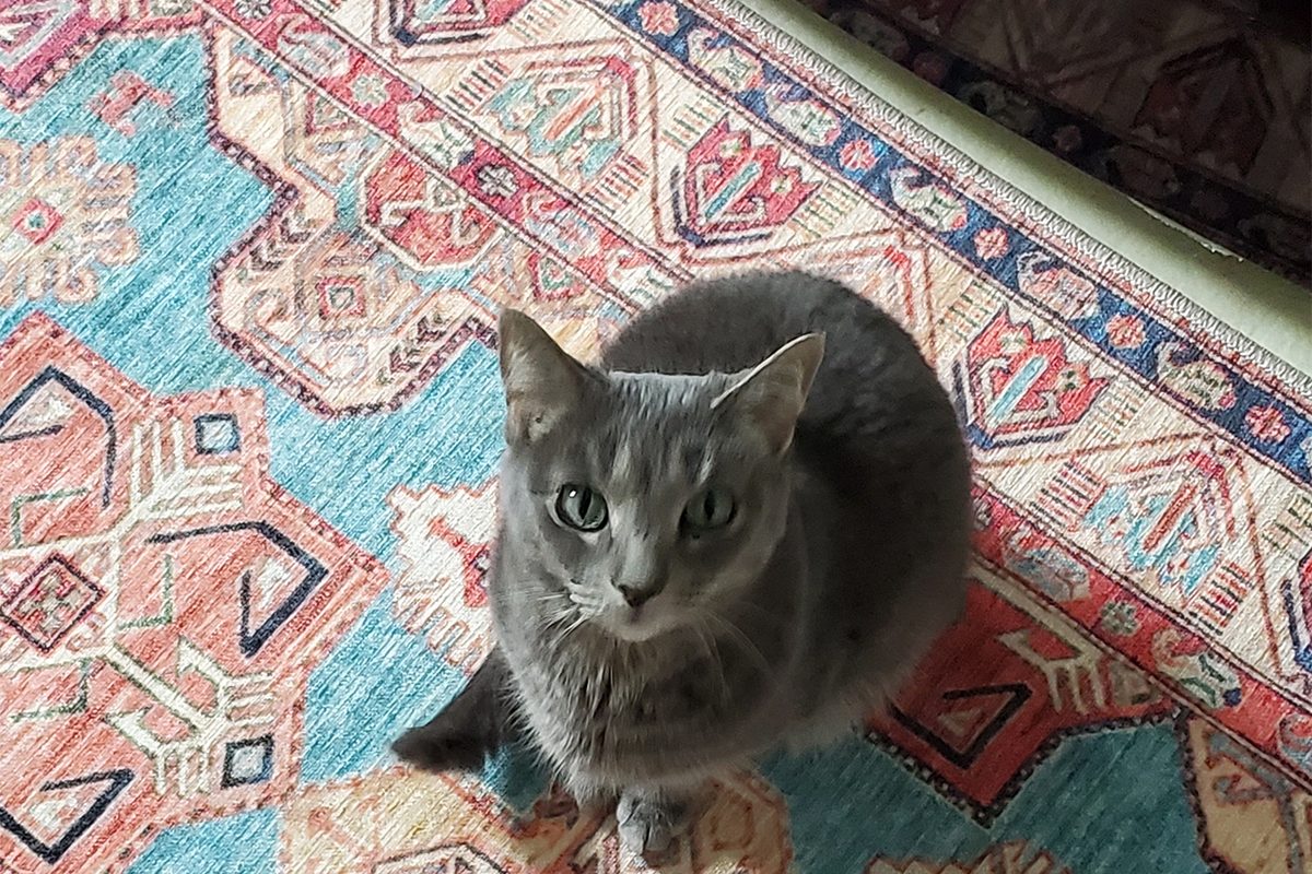 Toha25 My Magic Carpet Washable Rug Emily Way 04 Ssedit