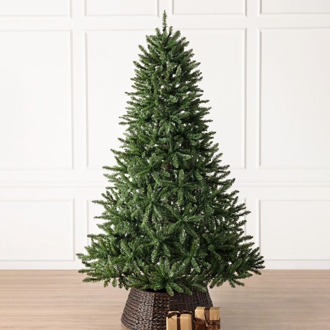 Classic Evergreen Spruce