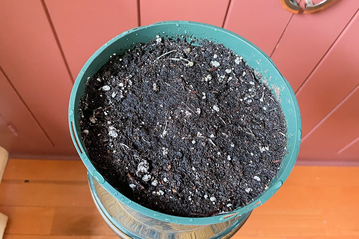 Toha25 Harry &amp David Bulb Of The Month Club Katie Bandurski 04 Ssedit