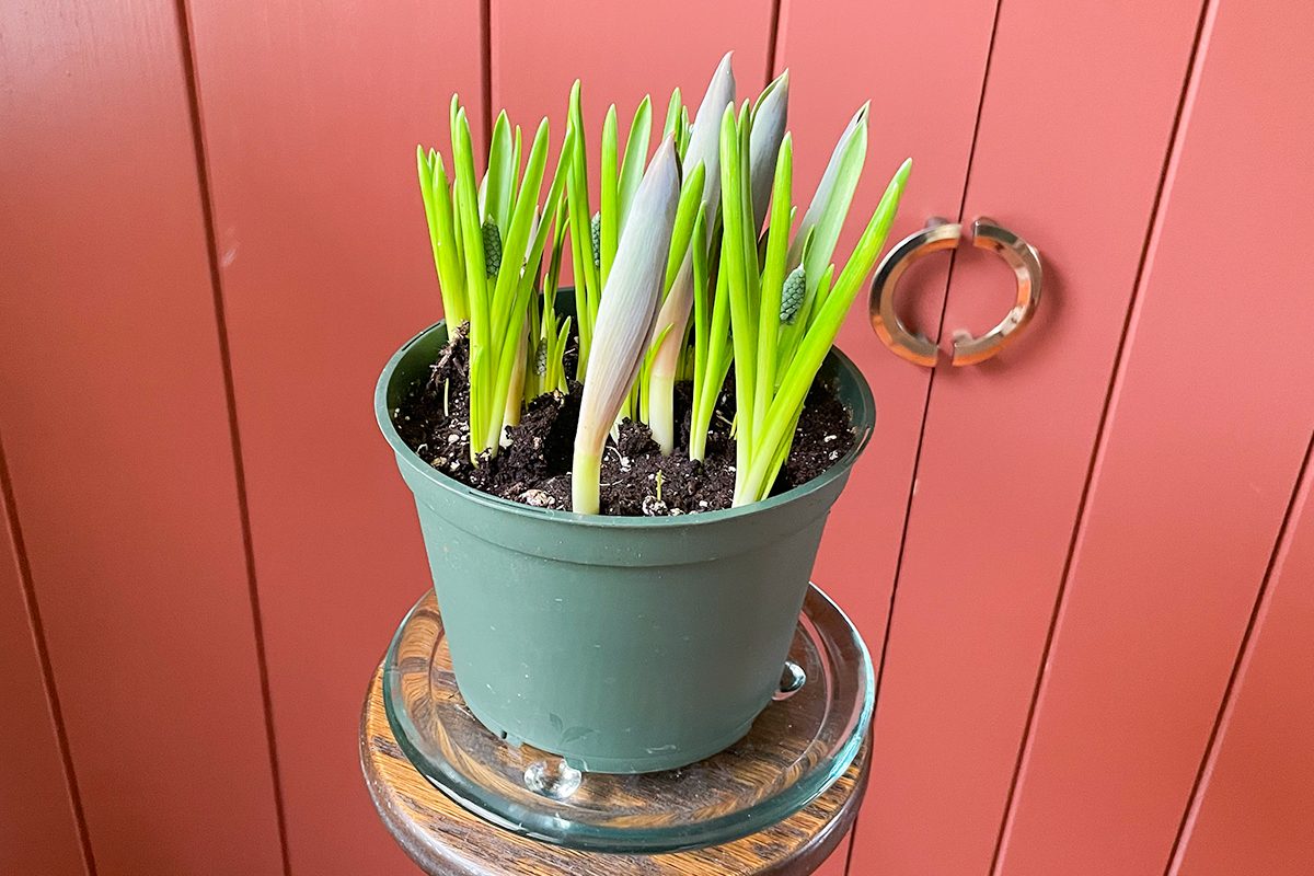 Toha25 Harry &amp David Bulb Of The Month Club Katie Bandurski 05 Ssedit