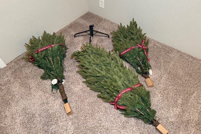 Toha25 Silverado Slim Tree Mary Henn 02 Ssedit